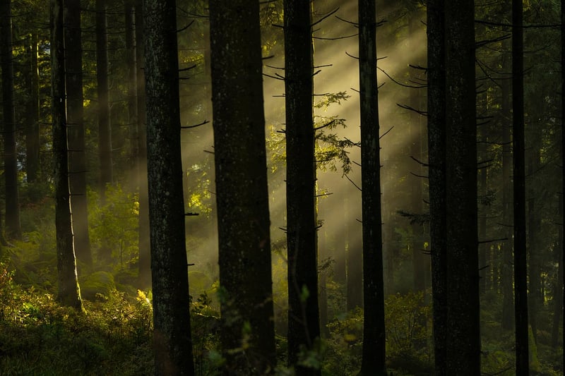 Forest Pathway